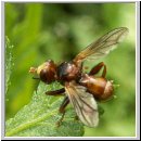 Sicus ferrugineus - Gemeine Breitstirnblasenkopffliege 07.jpg